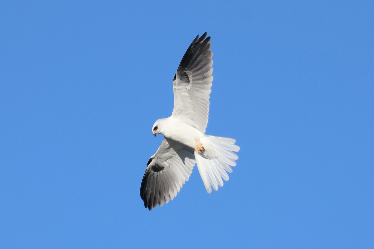 White-tailed Kite - ML612959016