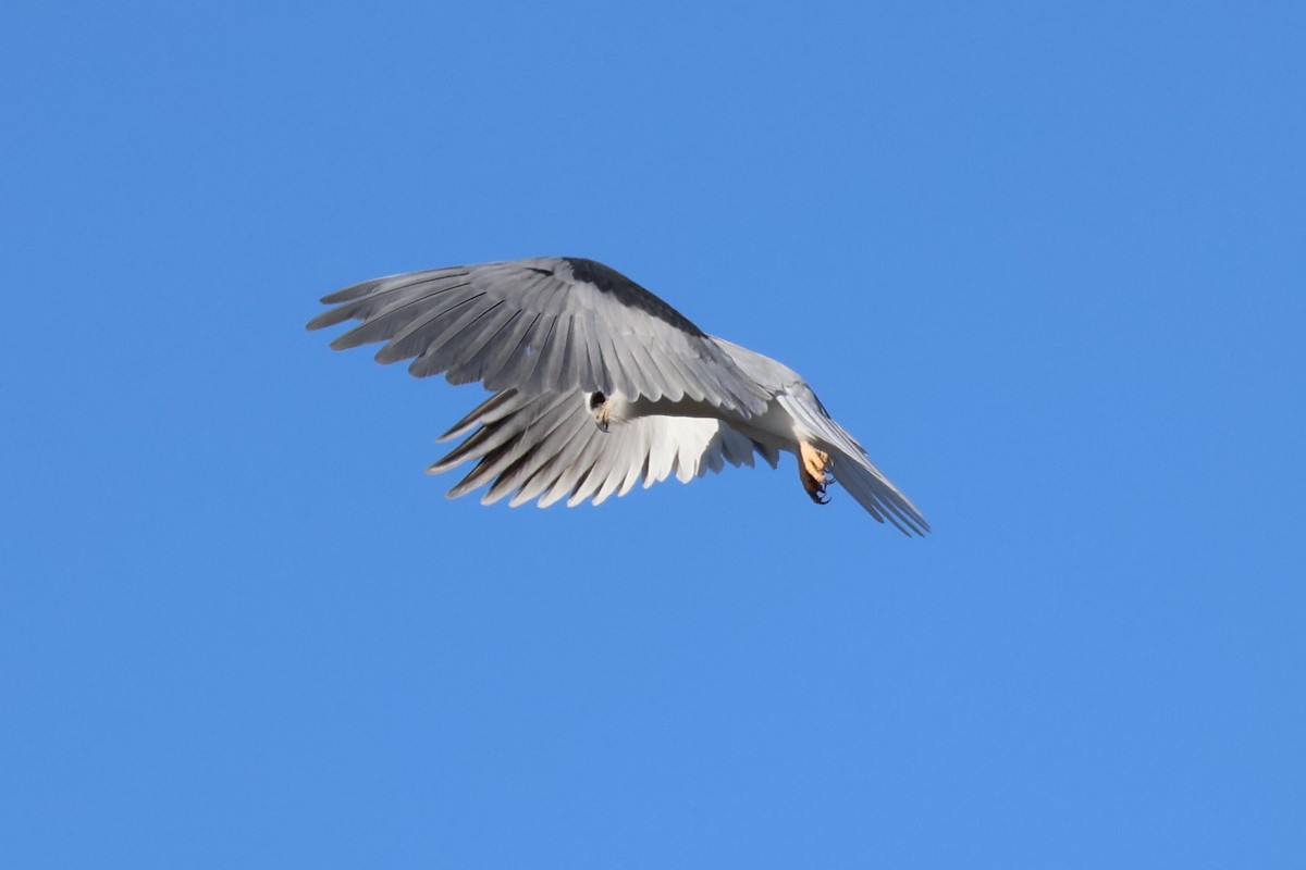 White-tailed Kite - ML612959021