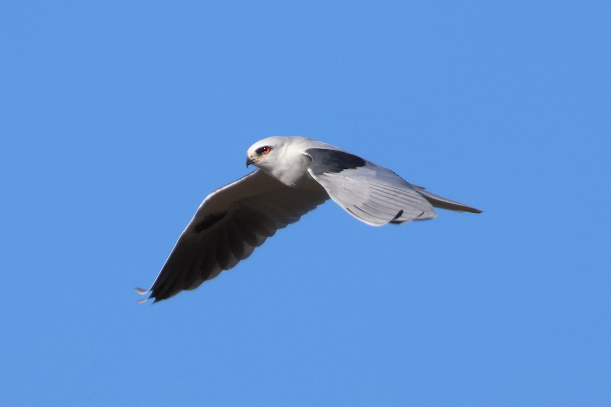 White-tailed Kite - ML612959025