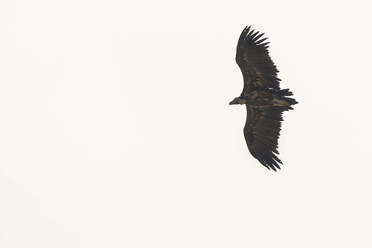 Lappet-faced Vulture - ML612959041