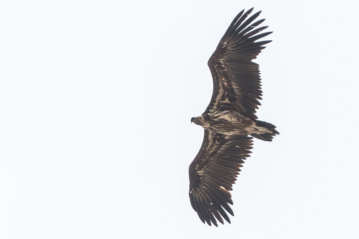 Lappet-faced Vulture - ML612959043
