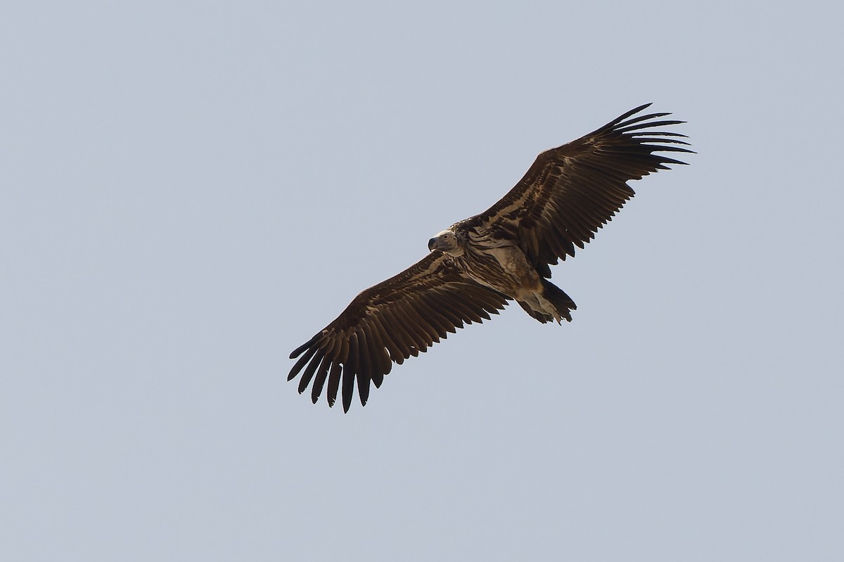 Lappet-faced Vulture - ML612959044