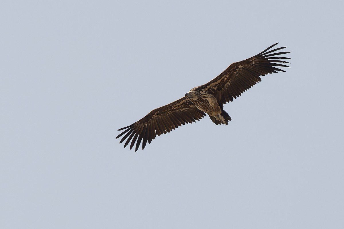 Lappet-faced Vulture - ML612959045