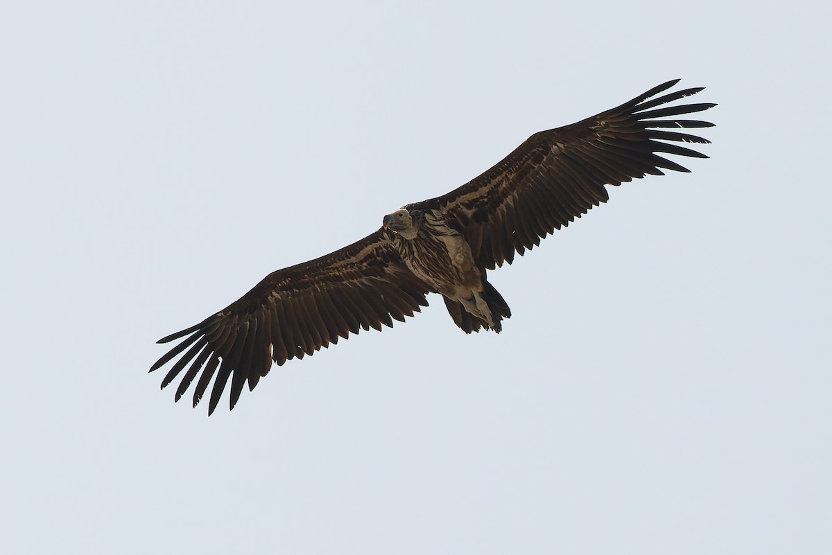 Lappet-faced Vulture - ML612959047