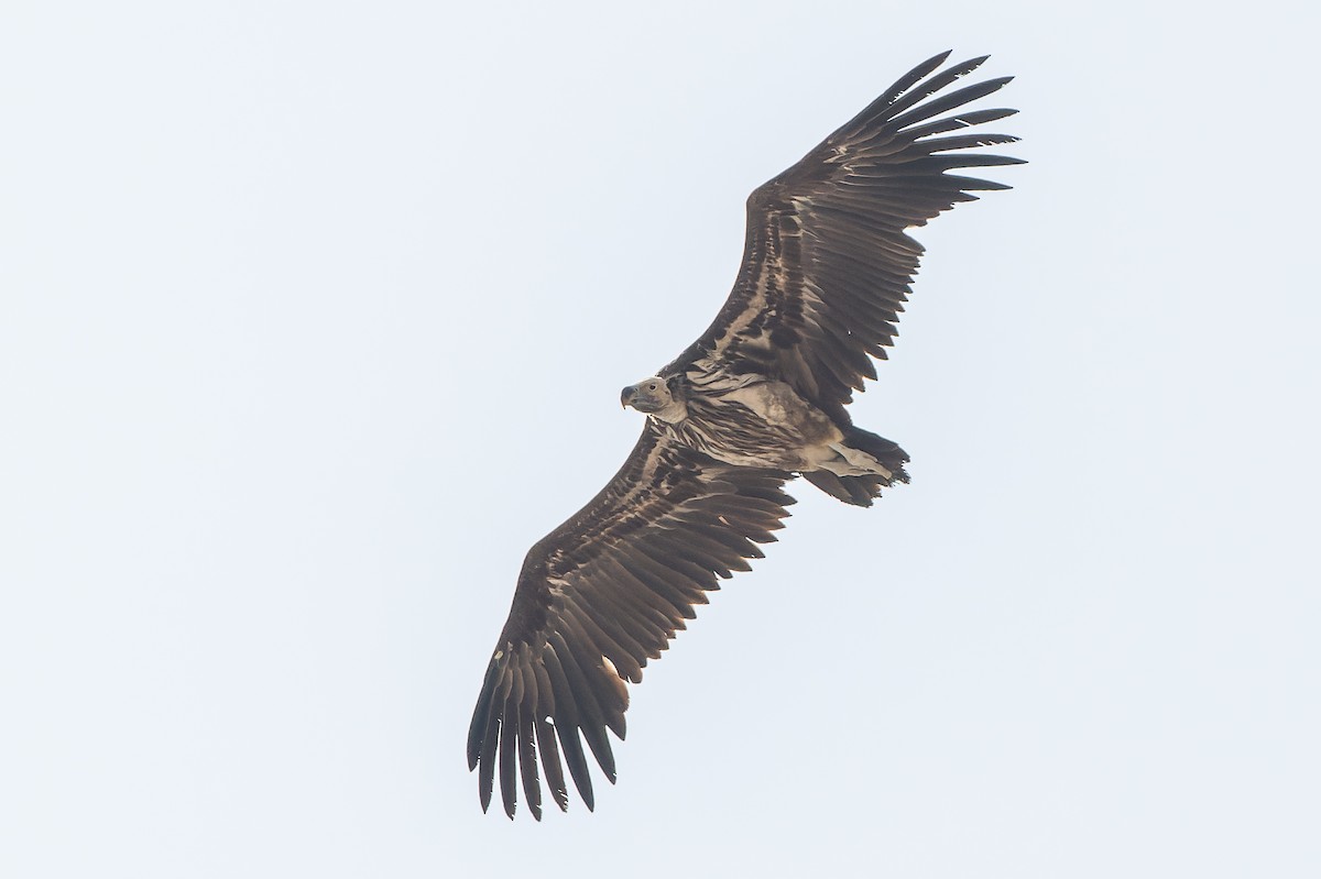Lappet-faced Vulture - ML612959048