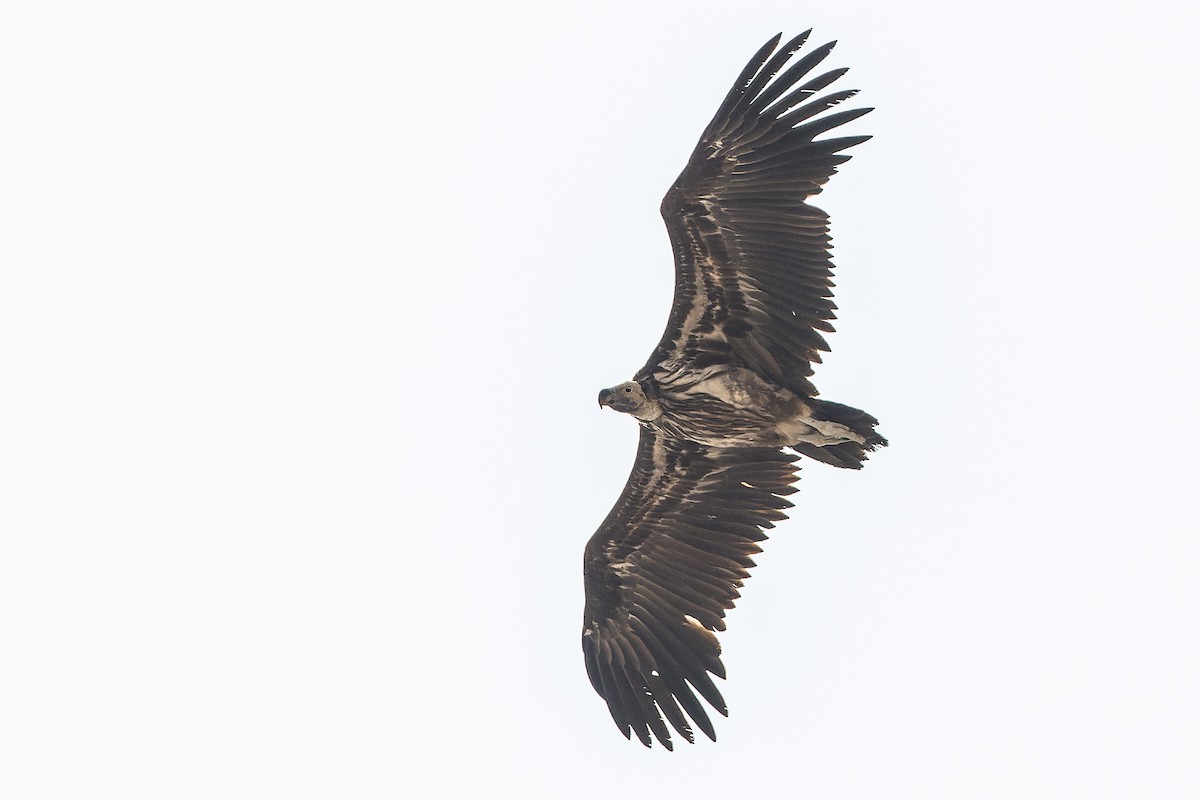 Lappet-faced Vulture - ML612959049