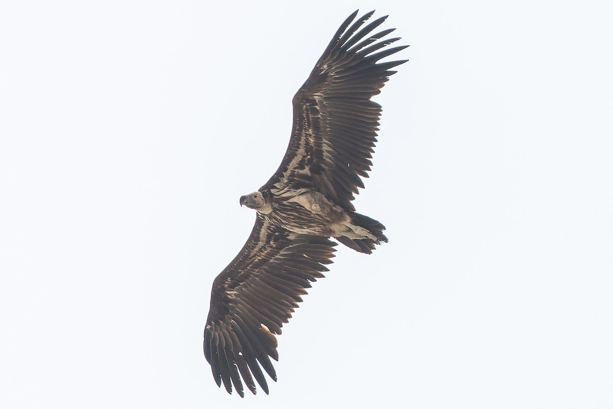 Lappet-faced Vulture - ML612959050