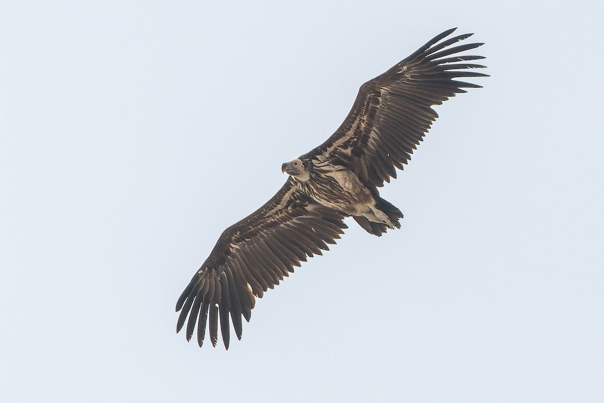 Lappet-faced Vulture - ML612959053