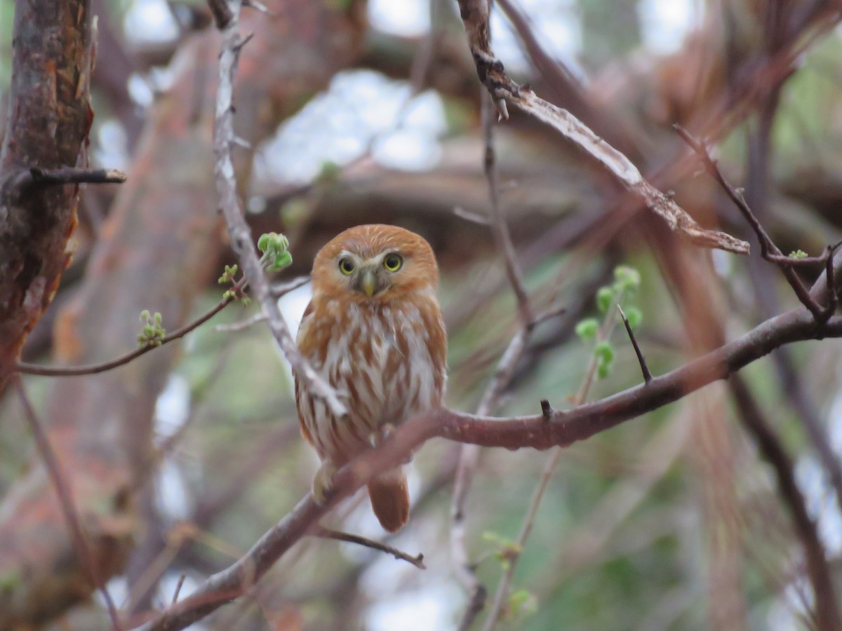 Ferruginous Pygmy-Owl - Sandy Gallito