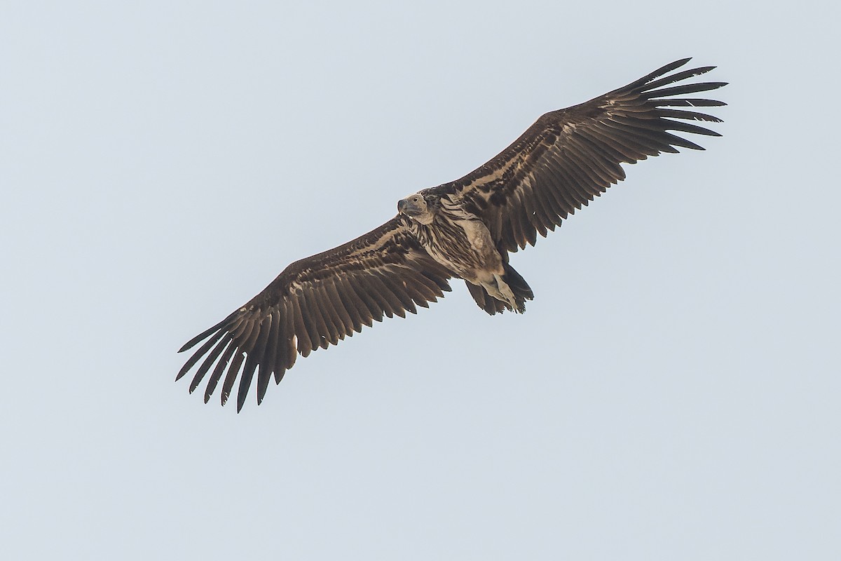 Lappet-faced Vulture - ML612959057