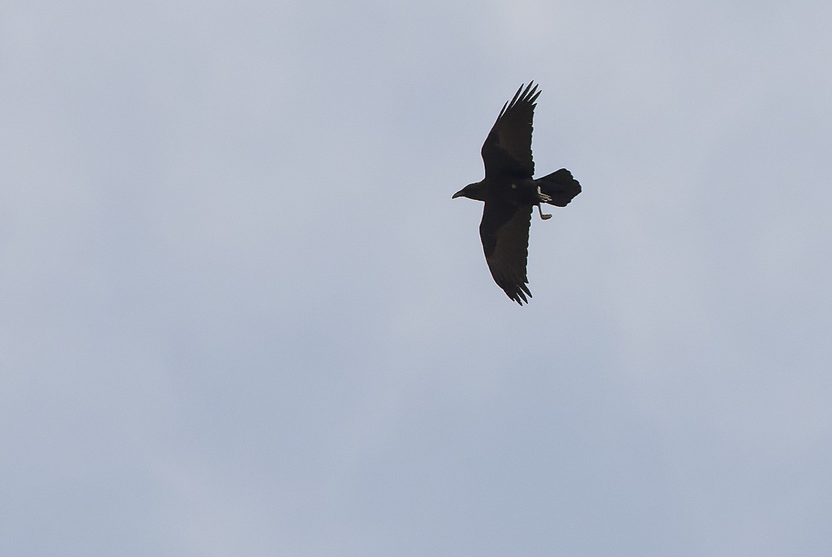 Brown-necked Raven - ML612959072