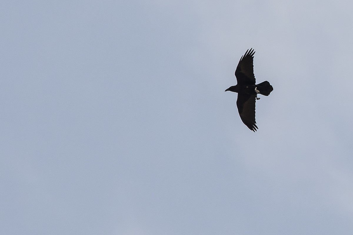 Brown-necked Raven - ML612959073
