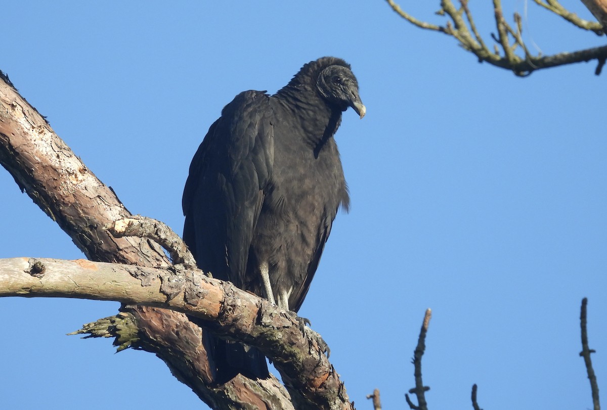 Black Vulture - Carly Wainwright