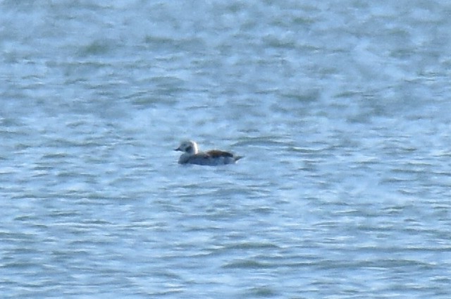 Long-tailed Duck - ML612959337