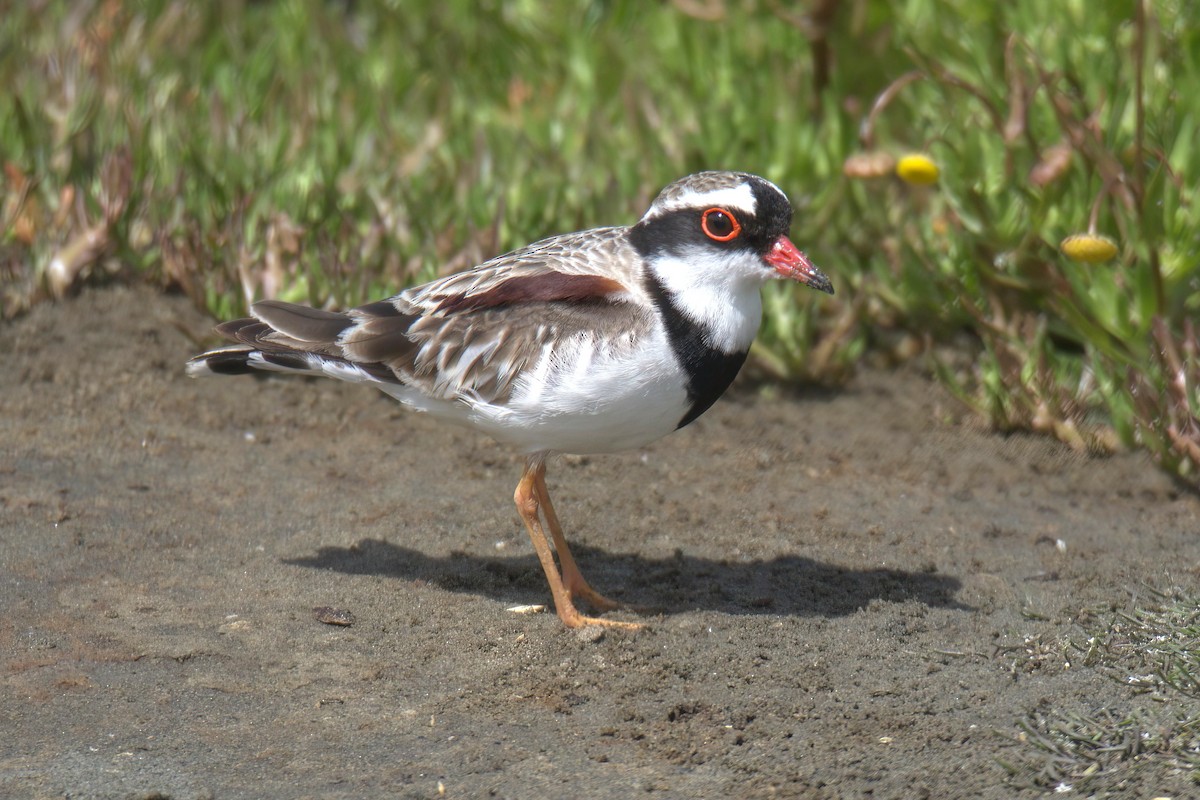 Black-fronted Dotterel - Neill Haggarty