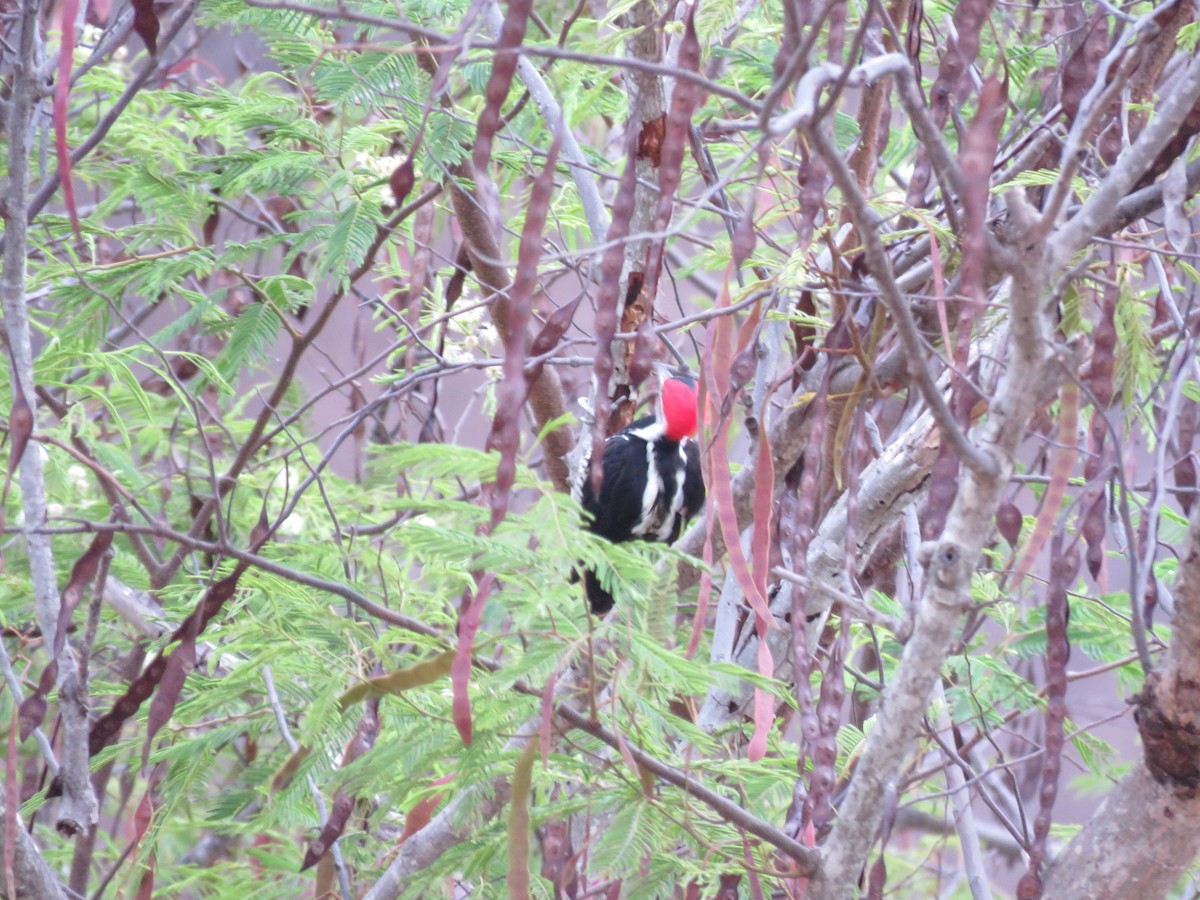 Crimson-crested Woodpecker - ML612959751