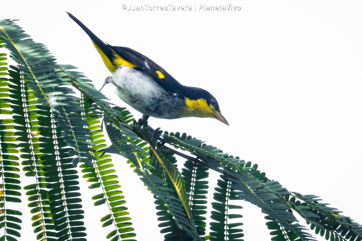Yellow-backed Tanager - ML612959888