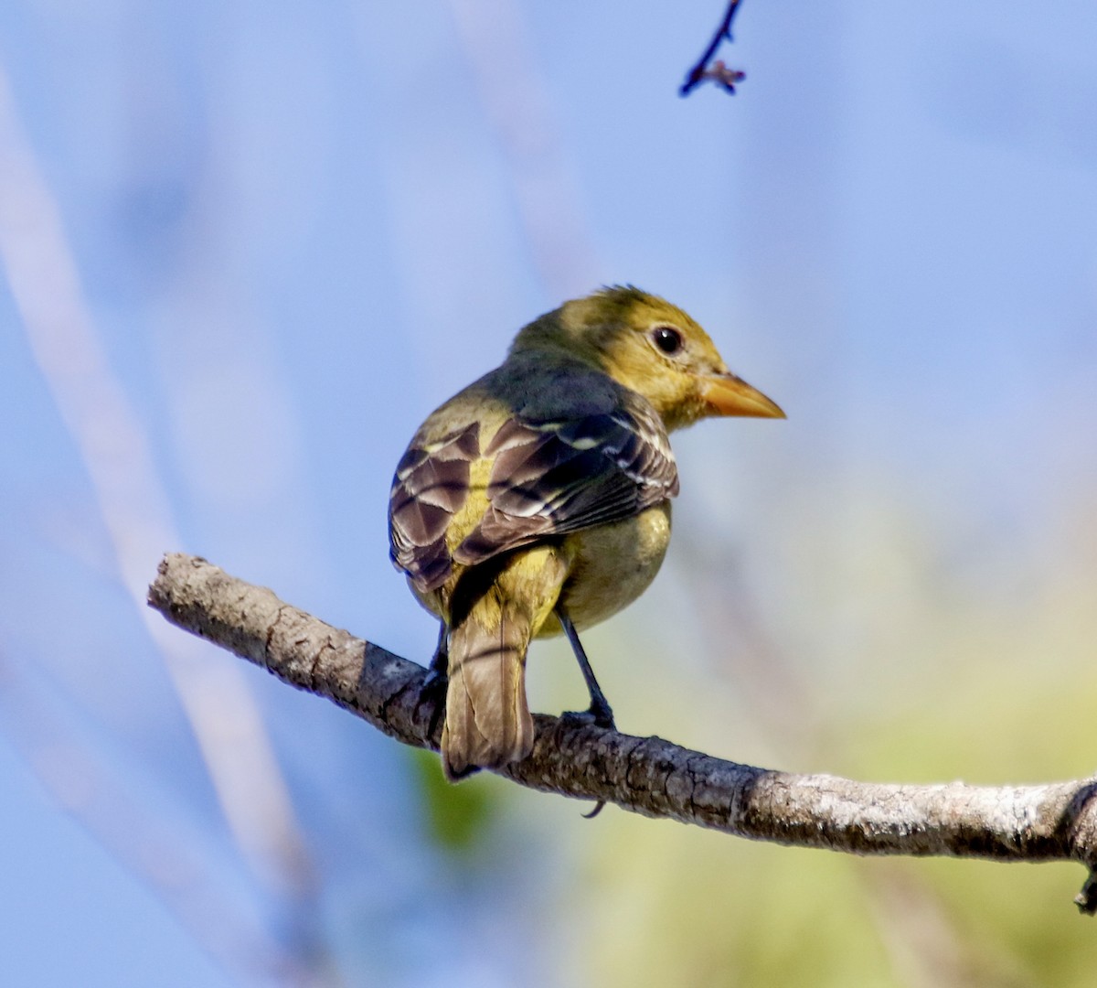 Western Tanager - ML612960229