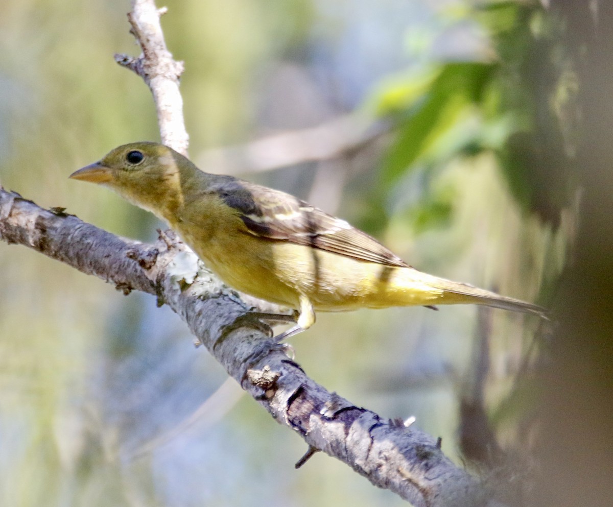 Western Tanager - ML612960230