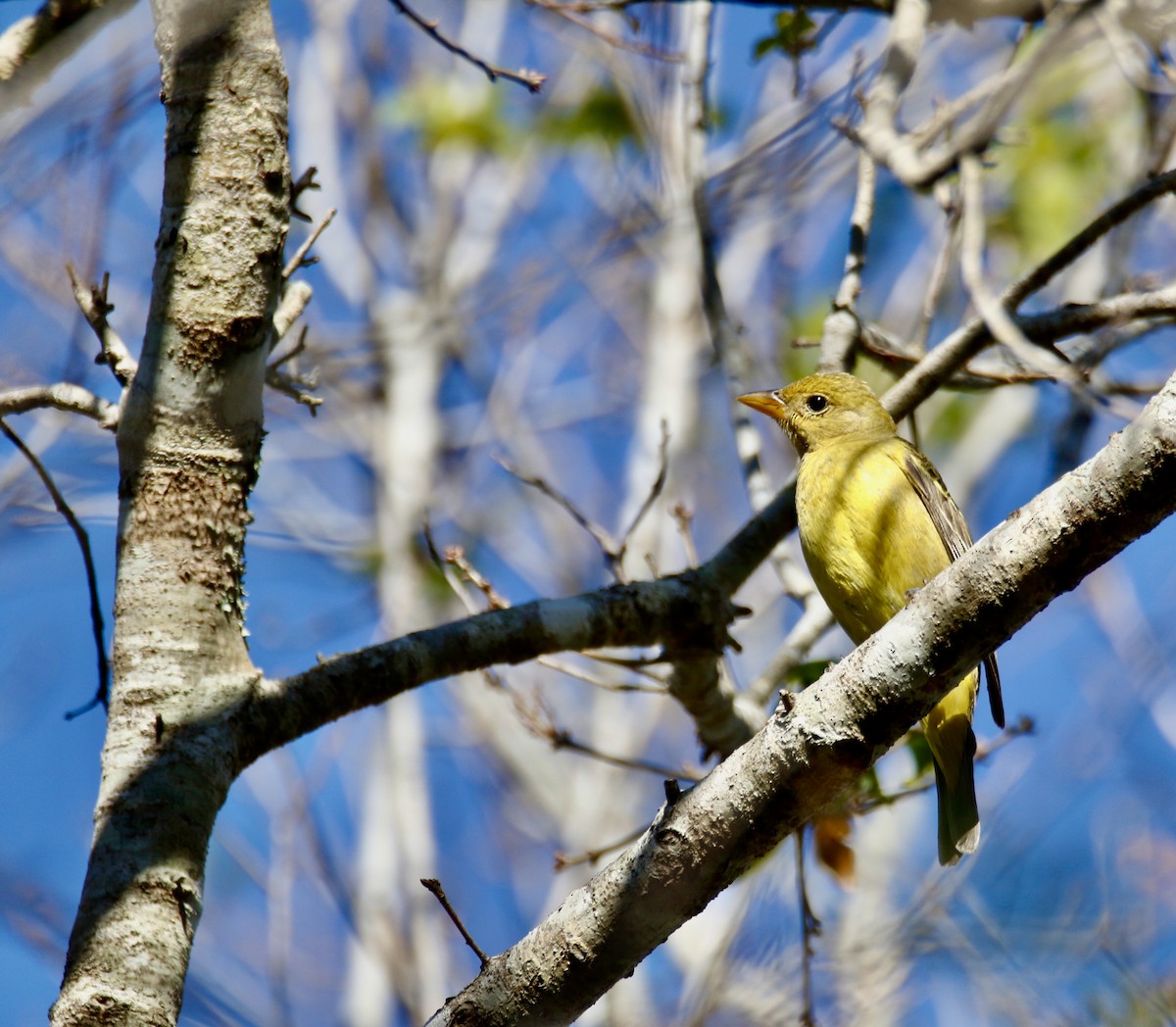 Western Tanager - ML612960231