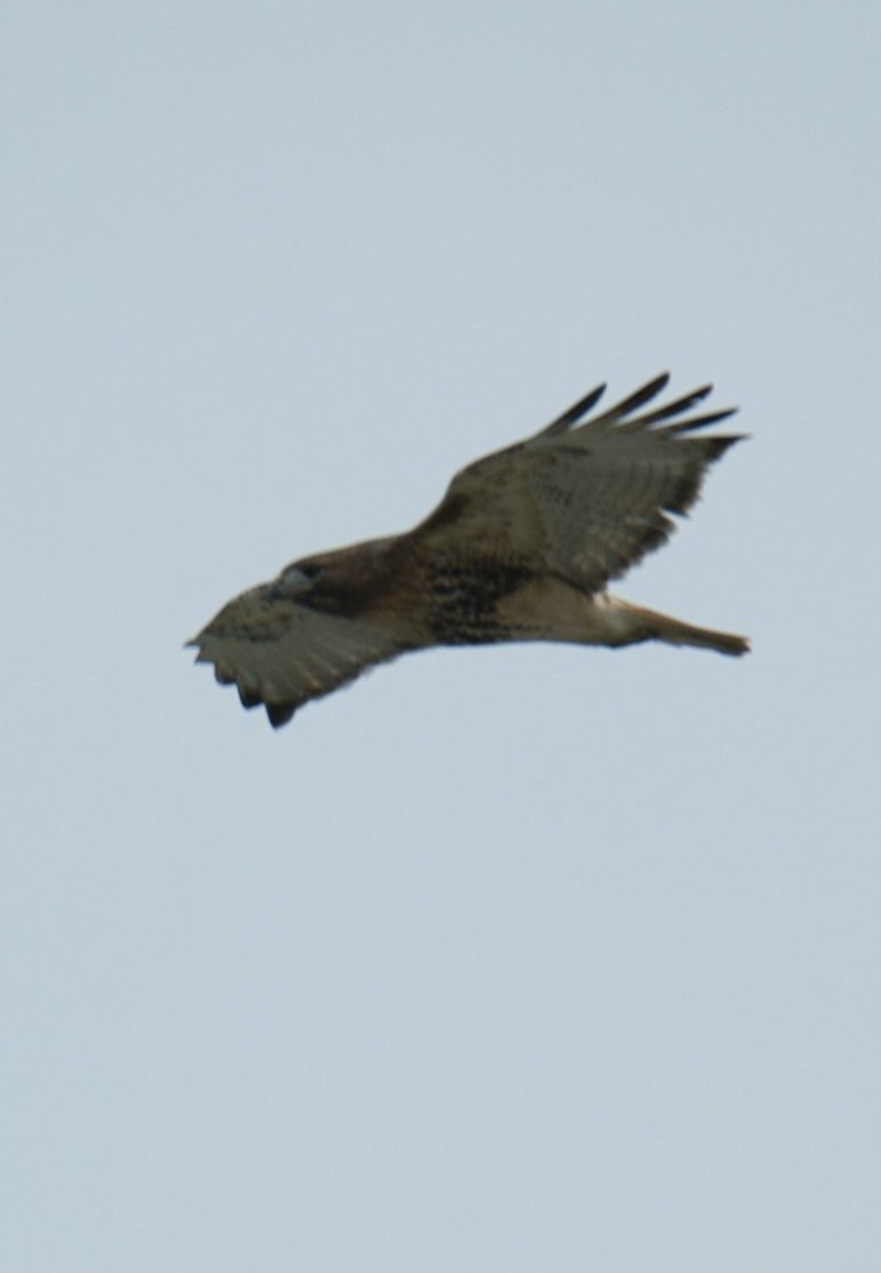 Red-tailed Hawk - ML612960956