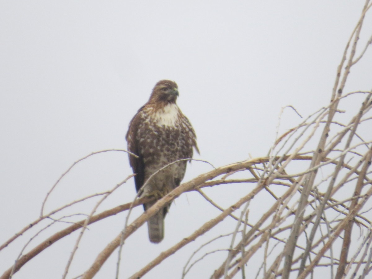 Red-tailed Hawk - ML612961031
