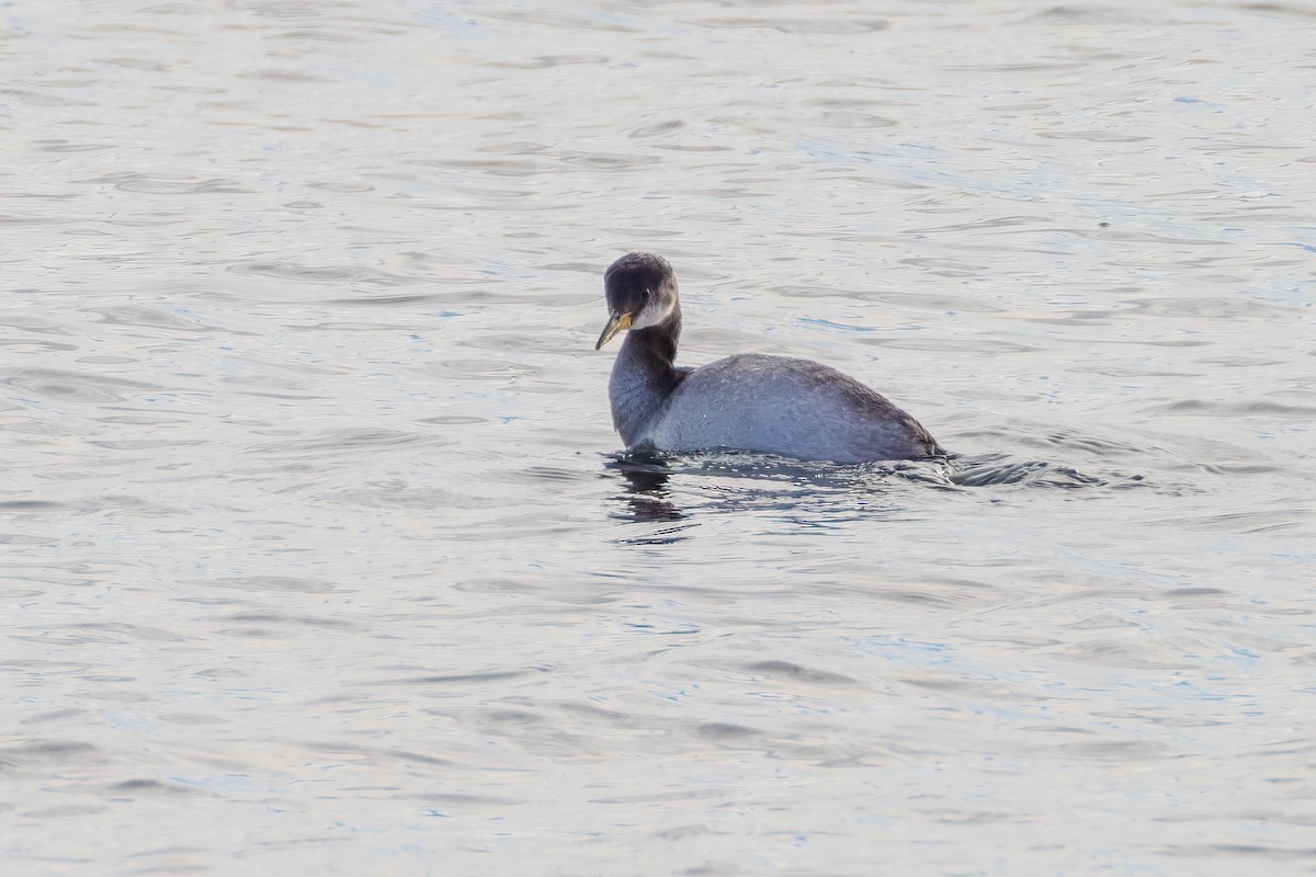 Red-necked Grebe - ML612961078