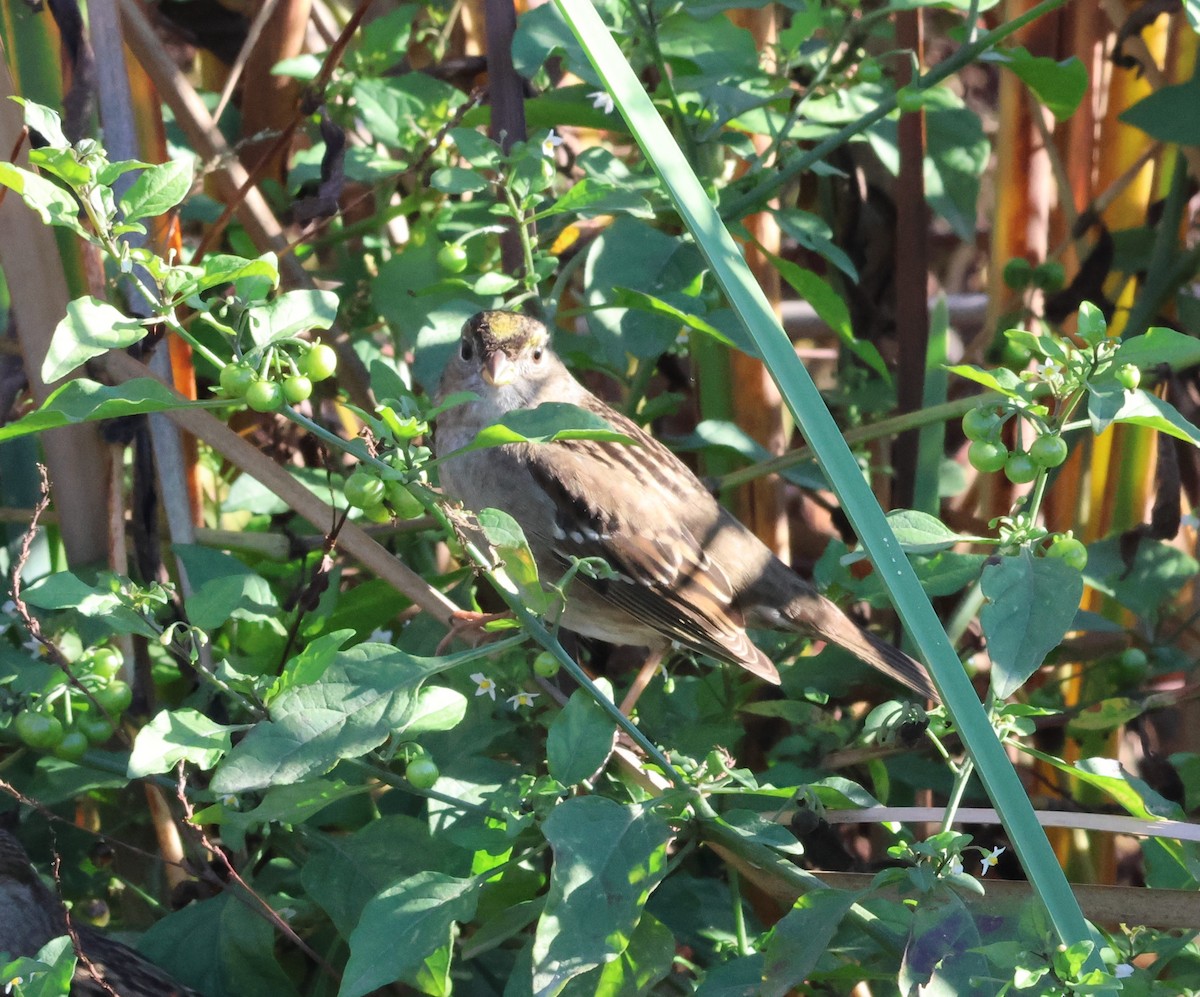 Golden-crowned Sparrow - ML612961107