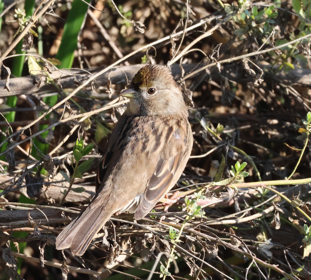 Golden-crowned Sparrow - Nina Jones