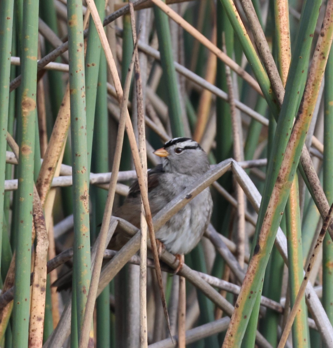White-crowned Sparrow - ML612961148