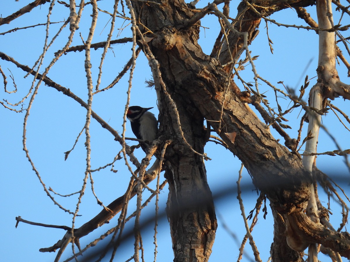 Hairy Woodpecker (Rocky Mts.) - ML612961441