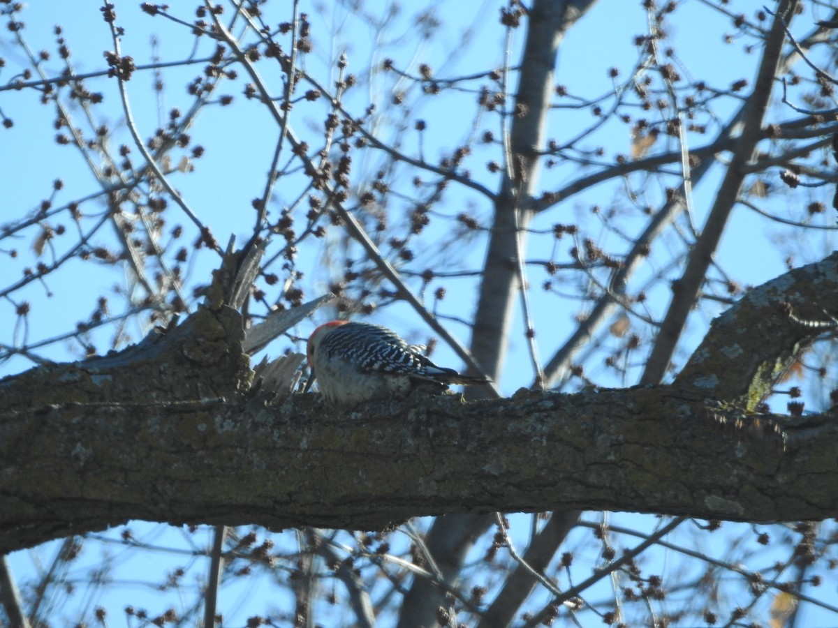 Red-bellied Woodpecker - ML612961483