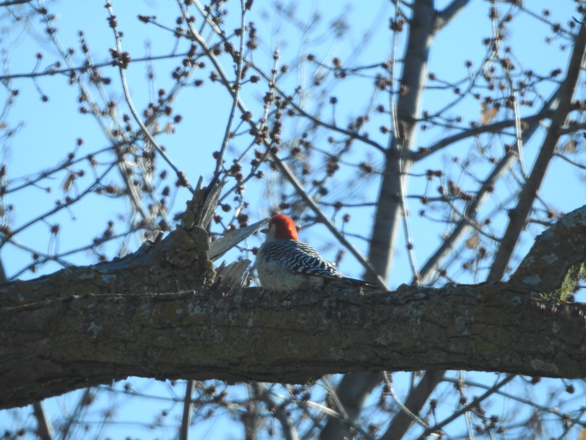 Red-bellied Woodpecker - ML612961485