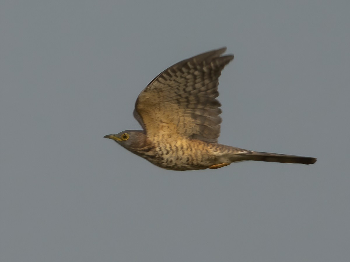 Common Hawk-Cuckoo - ML612961514