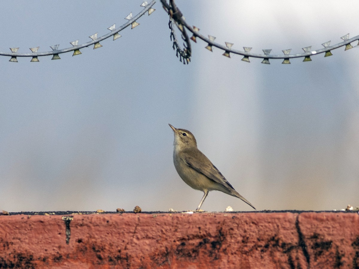 Booted Warbler - ML612961715
