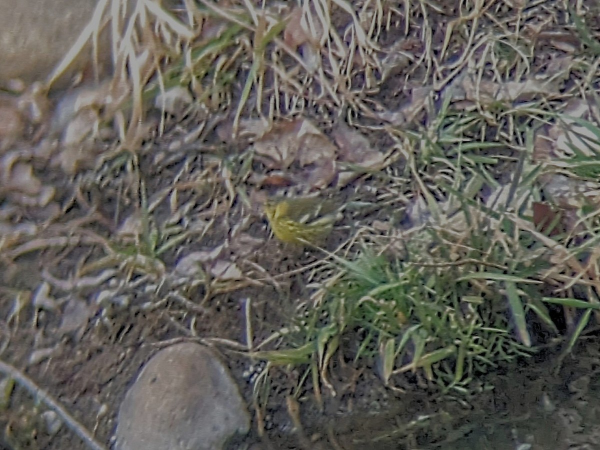 Cape May Warbler - ML612961865
