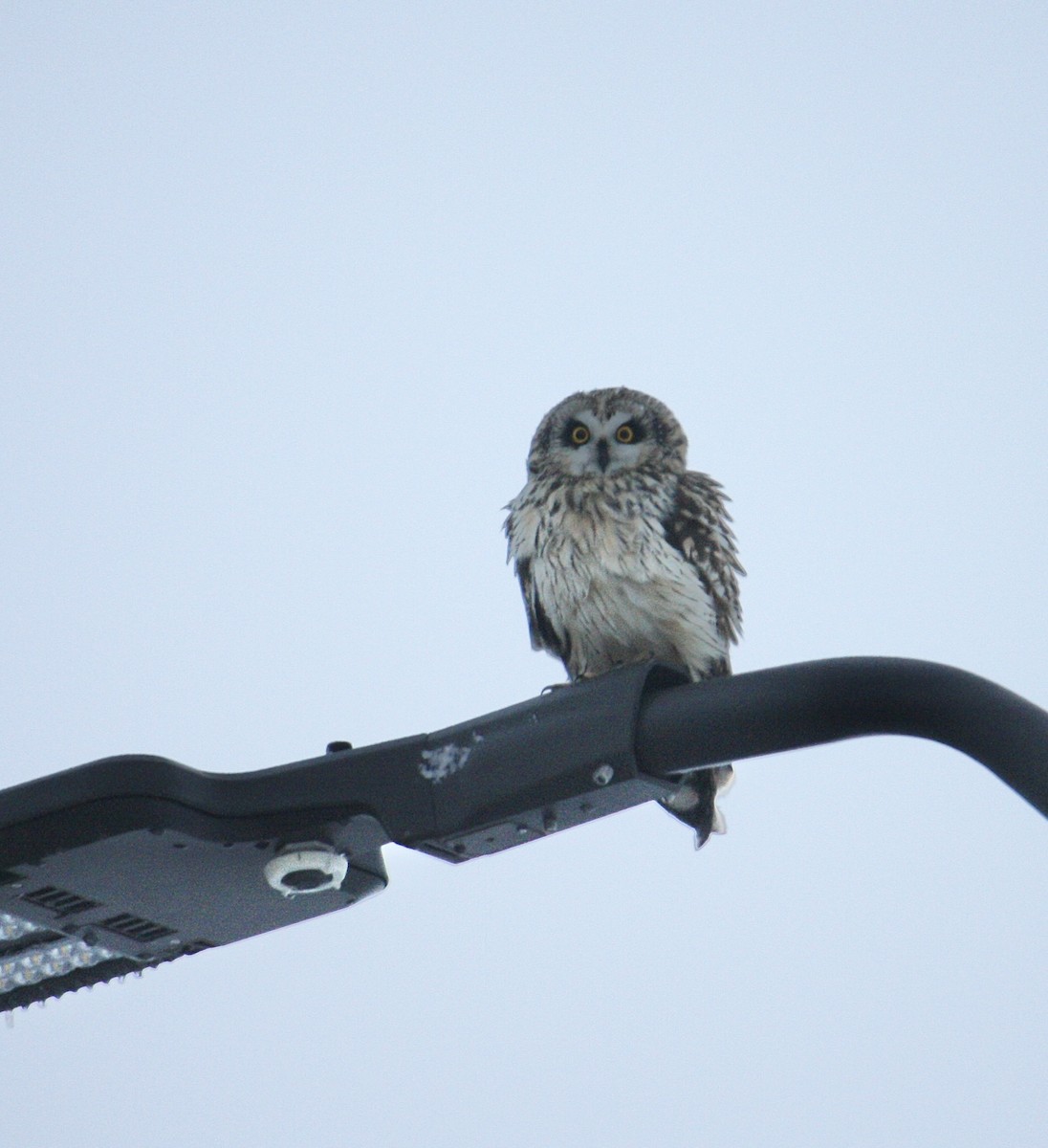 Short-eared Owl - ML612962016