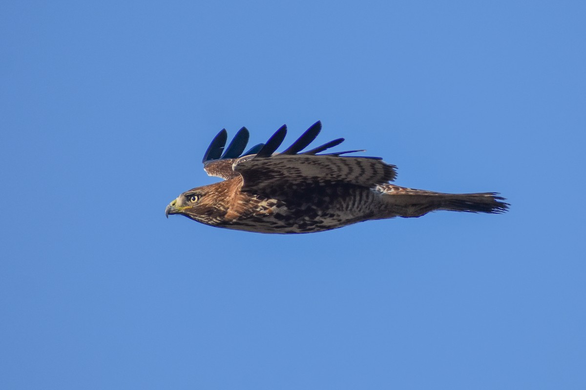 Red-tailed Hawk - ML612962351