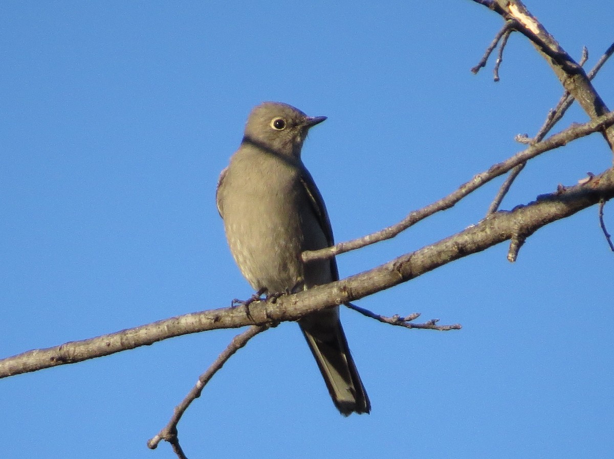 Townsend's Solitaire - ML612962513