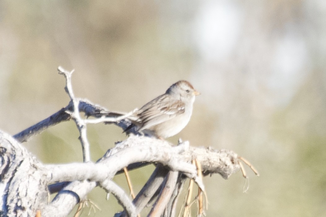 White-crowned Sparrow - ML612962804