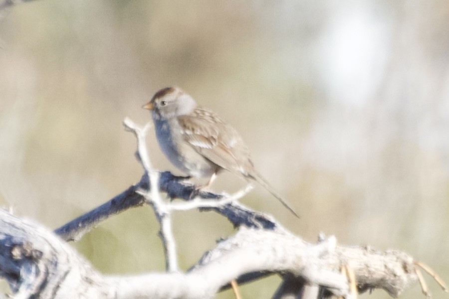 White-crowned Sparrow - ML612962806