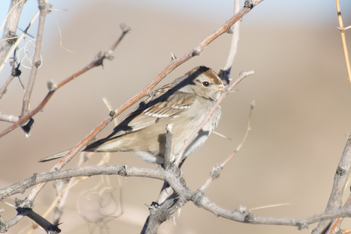 White-crowned Sparrow - Brandon Trentler