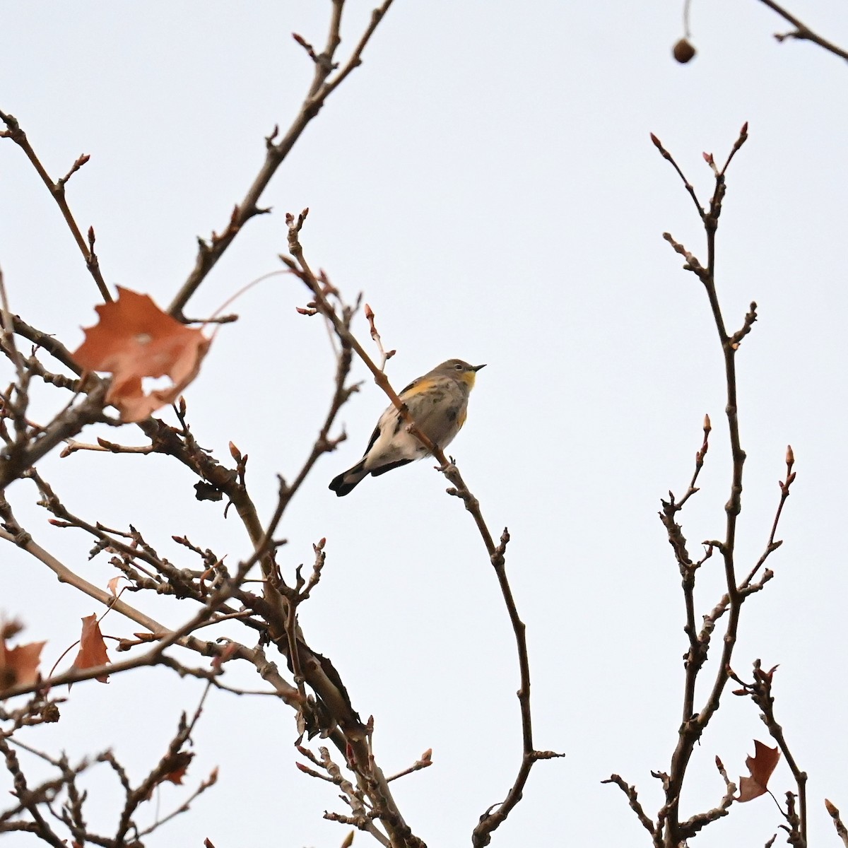 Yellow-rumped Warbler (Audubon's) - ML612962844