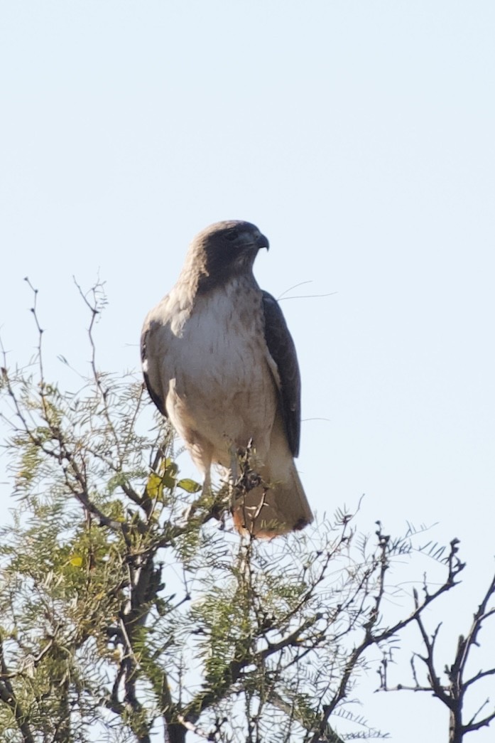 Red-tailed Hawk - ML612962891