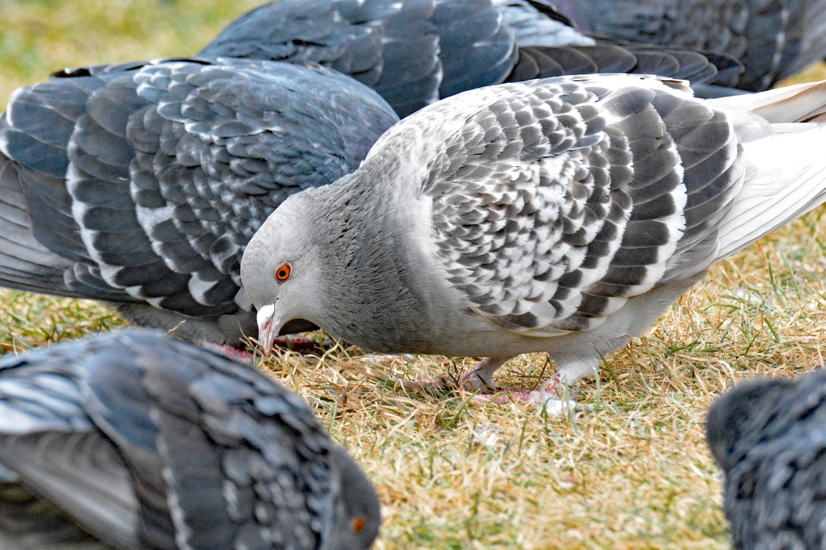 Rock Pigeon (Feral Pigeon) - ML612963405