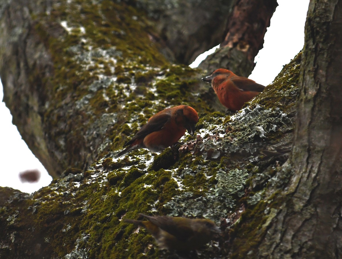 EBird Checklist 1 Jan 2024 Eagle Creek Park 40 Species   1200