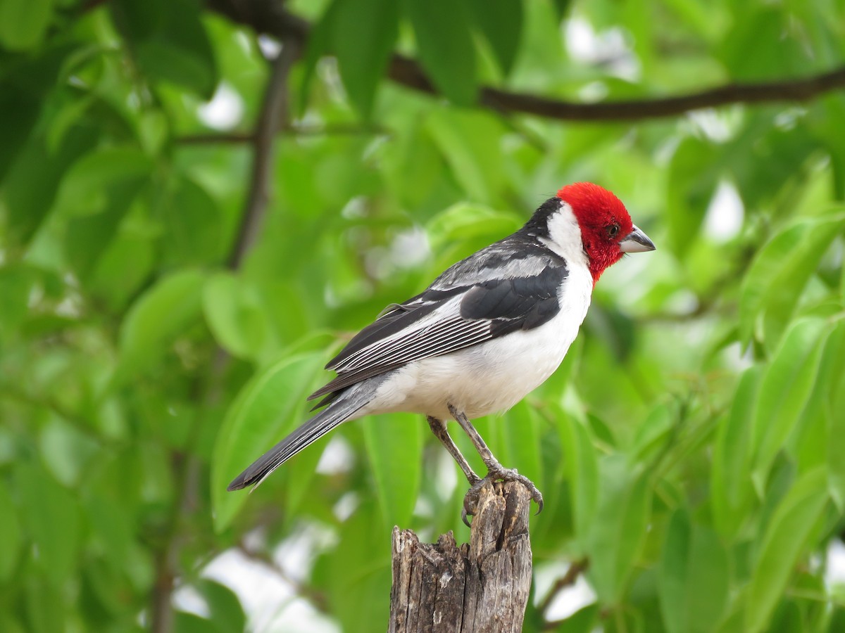 Red-cowled Cardinal - ML612963531