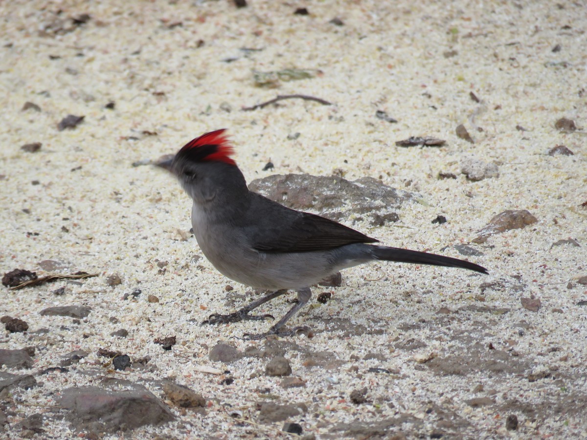 Pileated Finch - ML612963579
