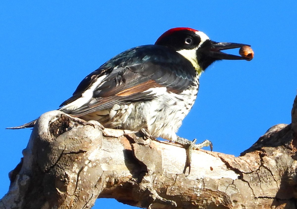 Acorn Woodpecker - Douglas Long