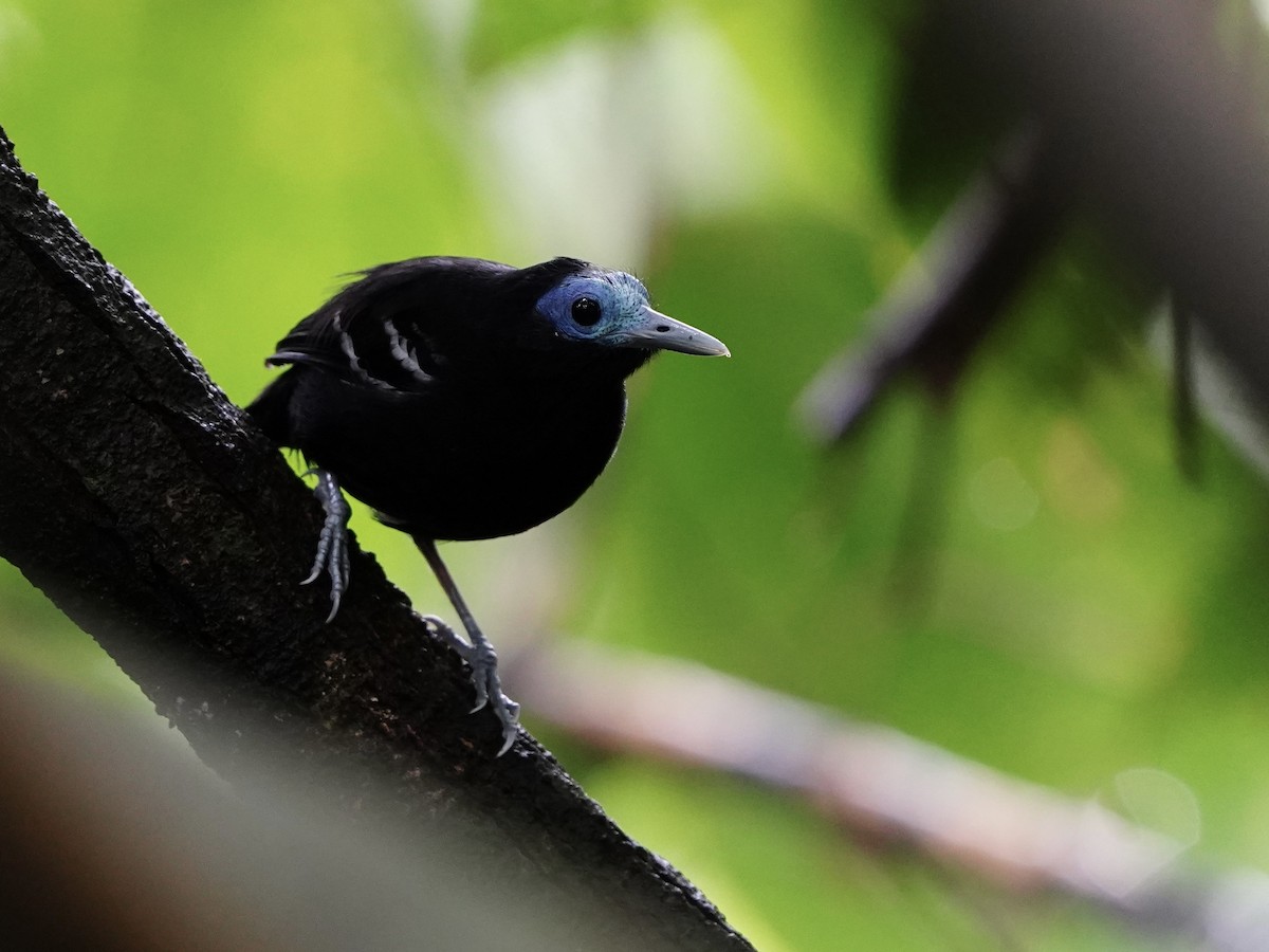 Bare-crowned Antbird - ML612964634